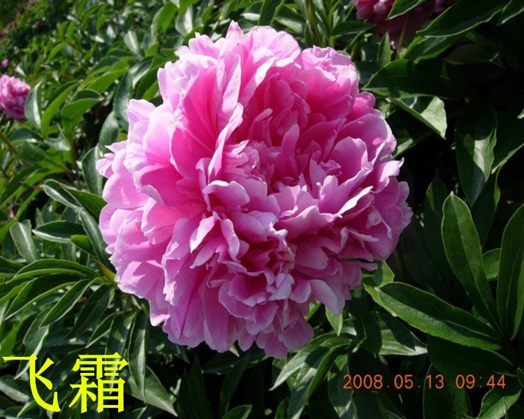 觀賞芍藥 精品芍藥 芍藥花 芍藥批發(fā)價格低廉 春秋園藝芍藥