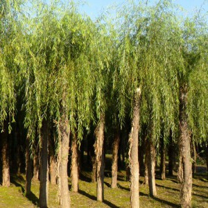 喬木 國槐價格 垂柳批發(fā) 常年出售金枝槐 春秋園藝喬木