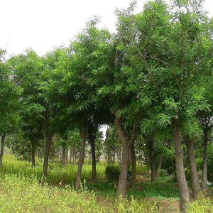 喬木 國槐價格 垂柳批發(fā) 常年出售金枝槐 春秋園藝喬木