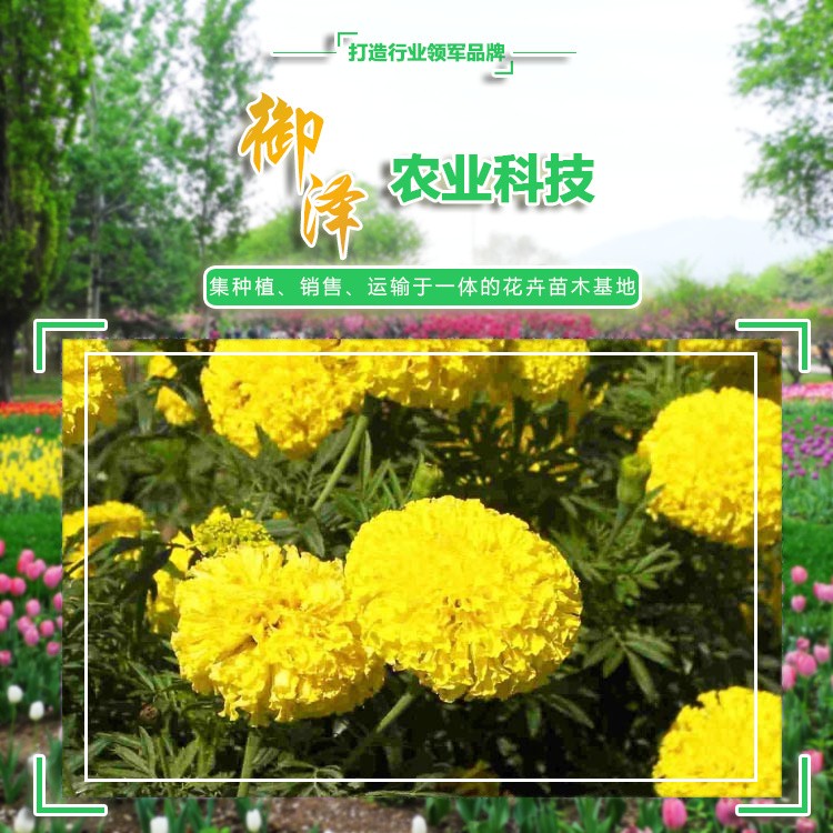 萬壽菊花苗  萬壽菊盆栽  萬壽菊批發(fā) 御澤