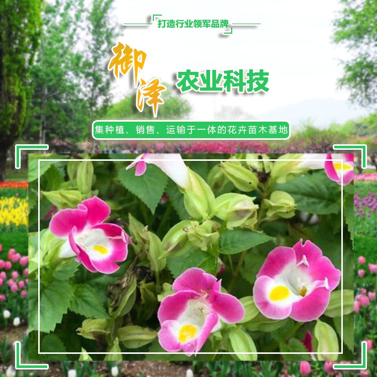 夏堇 草花夏瑾 青州夏瑾批發(fā)