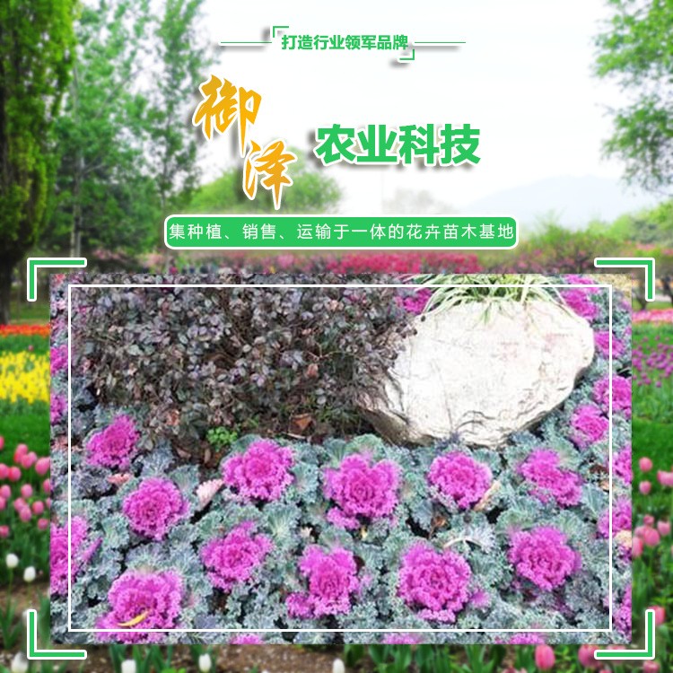羽衣甘藍花苗  羽衣甘藍批發(fā) 羽衣甘藍盆栽  御澤