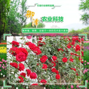 紅帽月季 紅帽月季批發 紅帽月季基地種植