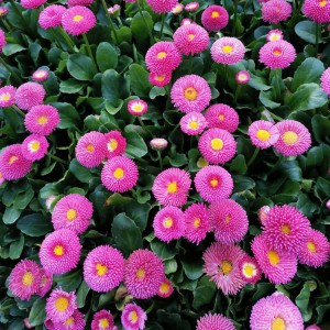 大量批發(fā)種植雛菊 優(yōu)質(zhì)雛菊小苗批發(fā)價(jià)格
