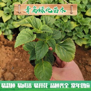 山東一串紅種植基地直供 一串紅小苗批發(fā)價格