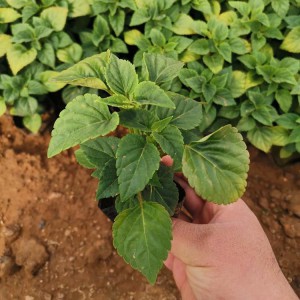 山東一串紅種植基地直供 一串紅小苗批發(fā)價格