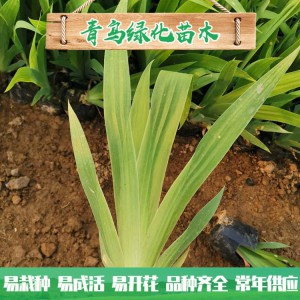蘭花鳶尾種植 濕地綠化工程用苗 水生藍(lán)花鳶尾小苗大量批發(fā)