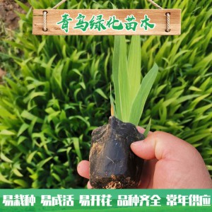 蘭花鳶尾種植 濕地綠化工程用苗 水生藍(lán)花鳶尾小苗大量批發(fā)
