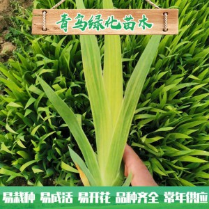 蘭花鳶尾種植 濕地綠化工程用苗 水生藍(lán)花鳶尾小苗大量批發(fā)