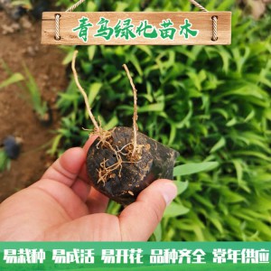 蘭花鳶尾種植 濕地綠化工程用苗 水生藍(lán)花鳶尾小苗大量批發(fā)