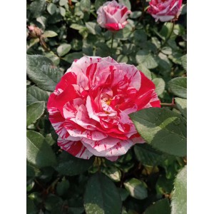 山東青州 品種月季苗 品種月季批發 基地 御澤花卉