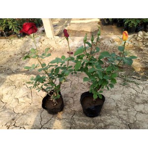 山東青州 品種月季苗 品種月季批發 基地 御澤花卉