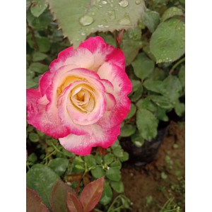 山東青州 品種月季苗 品種月季批發 基地 御澤花卉