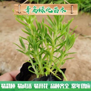 山東佛甲草種植基地 佛甲草行情 佛甲草小苗杯苗大量批發(fā) 量大優(yōu)惠