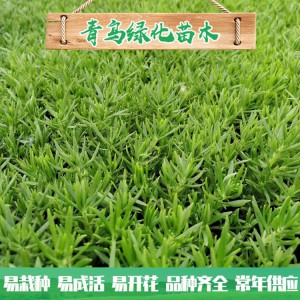 山東佛甲草種植基地 佛甲草行情 佛甲草小苗杯苗大量批發(fā) 量大優(yōu)惠