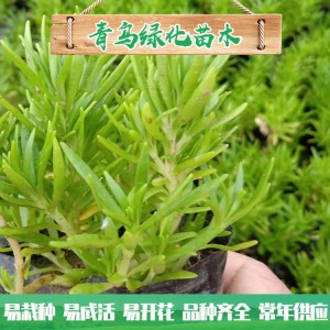 山東佛甲草種植基地 佛甲草行情 佛甲草小苗杯苗大量批發(fā) 量大優(yōu)惠
