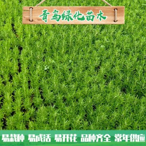 山東佛甲草種植基地 佛甲草行情 佛甲草小苗杯苗大量批發(fā) 量大優(yōu)惠