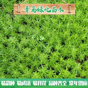 山東佛甲草種植基地 佛甲草行情 佛甲草小苗杯苗大量批發(fā) 量大優(yōu)惠