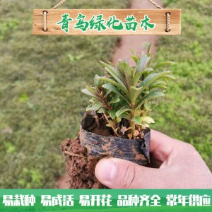 山東三七景天種植基地 三七景天基地直供 三七景天小苗杯苗批發(fā)價格