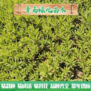 山東三七景天種植基地 三七景天基地直供 三七景天小苗杯苗批發(fā)價格