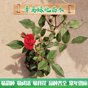 青州玫瑰基地直銷微型玫瑰 四季玫瑰 綠化工程用微型玫瑰批發價格