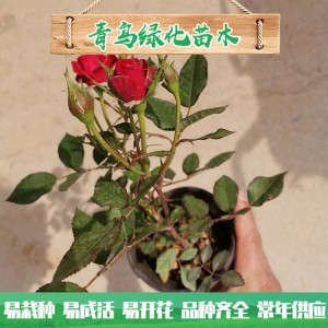 青州玫瑰基地直銷微型玫瑰 四季玫瑰 綠化工程用微型玫瑰批發價格