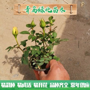 青州玫瑰基地直銷微型玫瑰 四季玫瑰 綠化工程用微型玫瑰批發價格