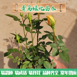 青州玫瑰基地直銷微型玫瑰 四季玫瑰 綠化工程用微型玫瑰批發價格