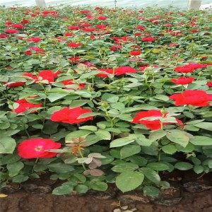 山東青州紅帽月季基地、紅帽子月季豐花月季價格、御澤月季基地批發(fā)