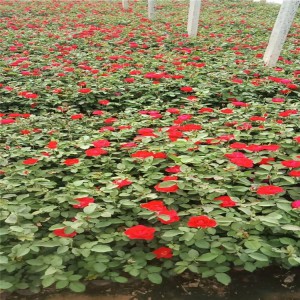 山東青州紅帽月季基地、紅帽子月季豐花月季價格、御澤月季基地批發(fā)