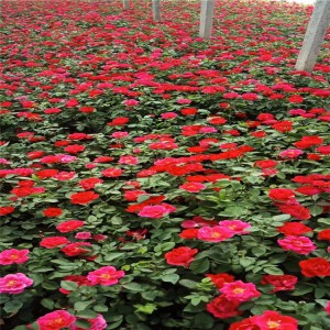 山東青州紅帽月季基地、紅帽子月季豐花月季價格、御澤月季基地批發(fā)