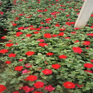 山東青州紅帽月季基地、紅帽子月季豐花月季價格、御澤月季基地批發(fā)