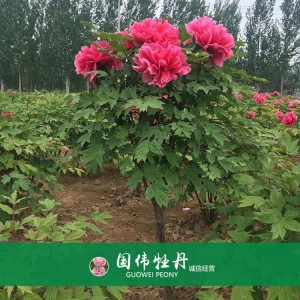 牡丹樹(shù) 精品牡丹 牡丹苗價(jià)格 國(guó)偉牡丹苗種植基地常年供應(yīng)牡丹苗