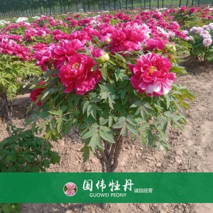 牡丹樹(shù) 精品牡丹 牡丹苗價(jià)格 國(guó)偉牡丹苗種植基地常年供應(yīng)牡丹苗