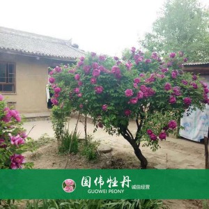 牡丹樹(shù) 精品牡丹 牡丹苗價(jià)格 國(guó)偉牡丹苗種植基地常年供應(yīng)牡丹苗