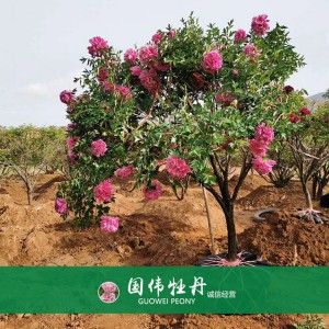牡丹樹(shù) 精品牡丹 牡丹苗價(jià)格 國(guó)偉牡丹苗種植基地常年供應(yīng)牡丹苗