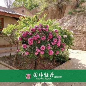 牡丹樹(shù) 精品牡丹 牡丹苗價(jià)格 國(guó)偉牡丹苗種植基地常年供應(yīng)牡丹苗