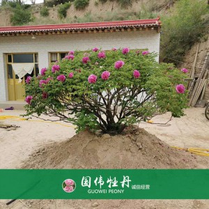 牡丹樹(shù) 精品牡丹 牡丹苗價(jià)格 國(guó)偉牡丹苗種植基地常年供應(yīng)牡丹苗