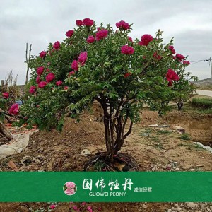 牡丹樹(shù) 精品牡丹 牡丹苗價(jià)格 國(guó)偉牡丹苗種植基地常年供應(yīng)牡丹苗