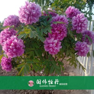 牡丹樹(shù) 精品牡丹 牡丹苗價(jià)格 國(guó)偉牡丹苗種植基地常年供應(yīng)牡丹苗