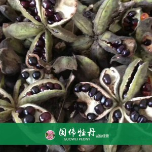 牡丹籽 牡丹種植 國偉牡丹 牡丹種子