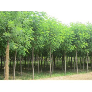 國(guó)槐苗種植基地