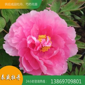 觀(guān)賞牡丹花 菏澤精品牡丹 重瓣牡丹 泰盛牡丹