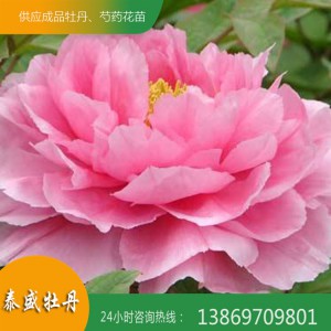 觀(guān)賞牡丹花 菏澤精品牡丹 重瓣牡丹 泰盛牡丹