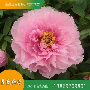 觀(guān)賞牡丹花 菏澤精品牡丹 重瓣牡丹 泰盛牡丹