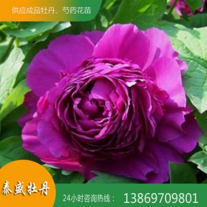 觀(guān)賞牡丹花 菏澤精品牡丹 重瓣牡丹 泰盛牡丹
