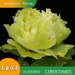 觀(guān)賞牡丹花 菏澤精品牡丹 重瓣牡丹 泰盛牡丹