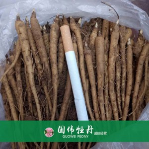 出售芍藥苗 藥用芍藥苗 苗圃直銷 現(xiàn)貨供應(yīng)
