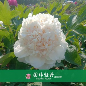 綠色牡丹 黃色牡丹 菏澤牡丹苗批發 牡丹苗出售