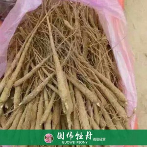 出售芍藥苗 藥用芍藥苗 苗圃直銷 現(xiàn)貨供應(yīng)